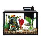 Fish tank with aquatic plants and fish on a white background